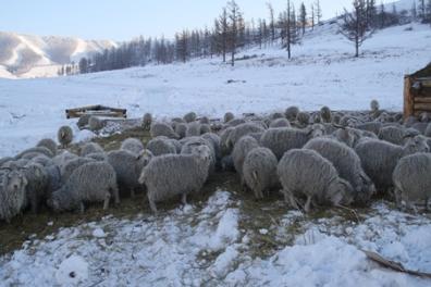 Тувинские животноводы перешли на зимнее содержание скота