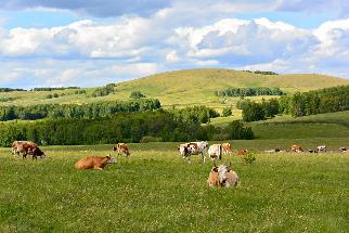 Особенности кормления коров в летнее время