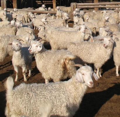 В овцеводстве и козоводстве Тувы будут субсидировать создание обособленных групп животных-производителей