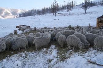 Зимовка скота в Туве проходит в нормальном режиме