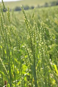В Туве сформирован запас семян зерновых культур