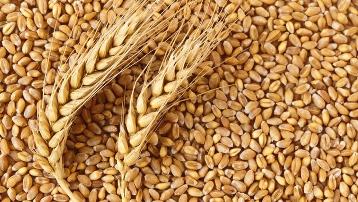 Тува в 2,3 раза увеличила производство зерна в 2019 году