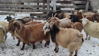 Тувинский НИИСХ принимает участие в экспедиционном обследовании и индивидуальном учёте поголовья тувинских коз