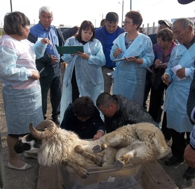21 сентября 2016 г. в г. Кызыле состоялась IX Республиканская выставка племенных овец и коз Республики Тыва.