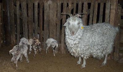 В животноводческих хозяйствах Тувы продолжается окотная кампания