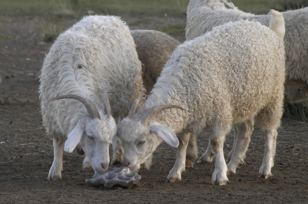 Cоветская шерстная порода коз