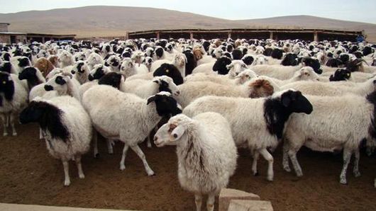 Тувинская короткожирнохвостая порода овец